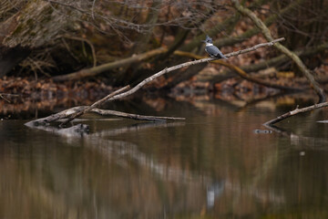 Belted Kingfisher Fishing