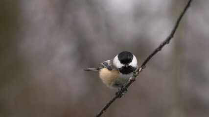 Chickadee in the winter