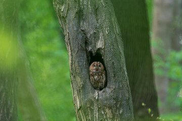 tawny owl
