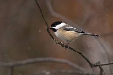 Chickadee in the winter