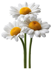 Fototapeta premium Three vibrant white daisies with bright yellow centers and green stems.