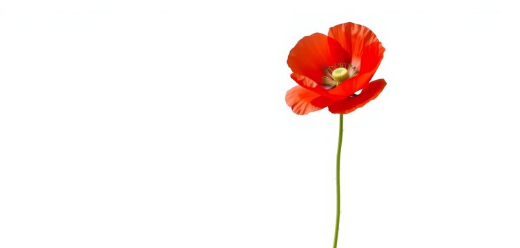Single vibrant red poppy flower isolated on pure white background, petals, rhd