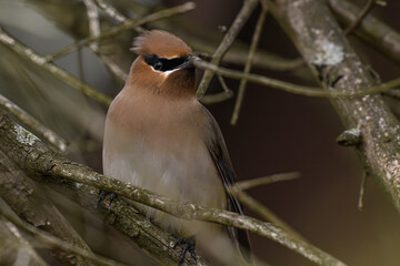 Waxwing on a branch
