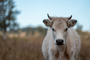 beautiful cattle in Australia  eating grass, grazing on pasture. Herd of cows free range beef being regenerative raised on an agricultural farm. Sustainable farming