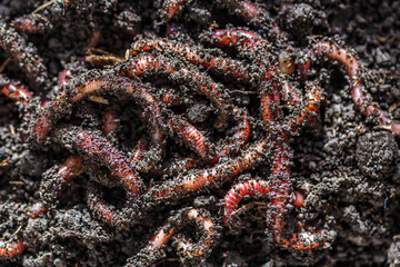 Many living earthworms for fishing in the soil, background