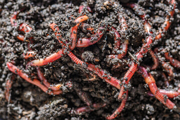 Many living earthworms for fishing in the soil, background