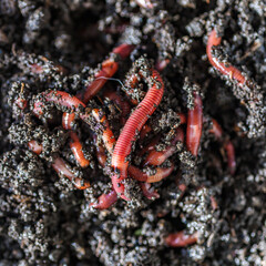 Many living earthworms for fishing in the soil, background