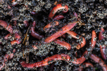Many living earthworms for fishing in the soil, background