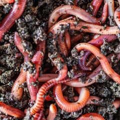 Many living earthworms for fishing in the soil, background