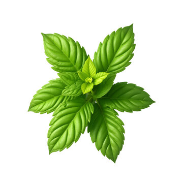 recommend clip art: Fresh mint leaves with a dynamic water splash isolated
                    