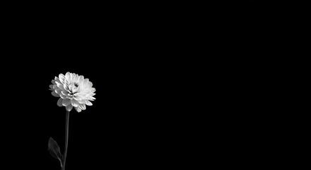 Delicate white flower stands elegantly against a dark background, capturing the essence of simplicity and grace in a minimalist setting during the quiet hours of dawn Generative AI