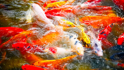 koi fish swimming in the pond