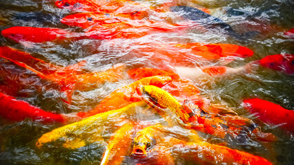 koi fish swimming in the pond