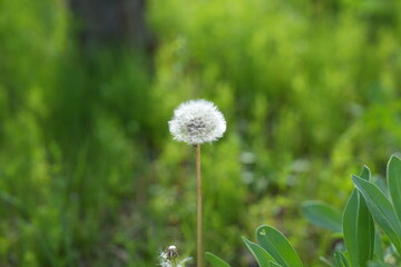 A dandelion seed carried away by the wind