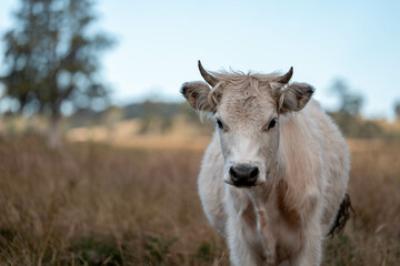 Fototapeta premium Beef cows and calves grazing on grass on a beef cattle farm in Australia. breeds include murray grey, angus and wagyu