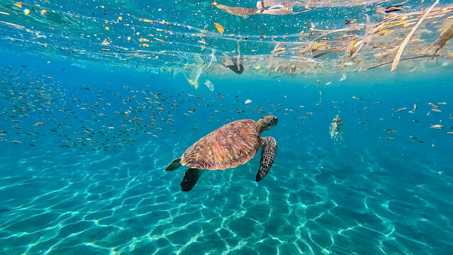 Sea turtle swimming with ocean plastic trash pollution floating on surface of water