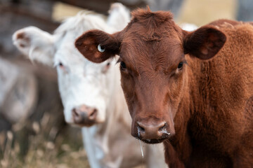 organic, regenerative, sustainable agriculture farm producing stud wagyu beef cows. cattle grazing in a paddock. cow in a field on a ranch