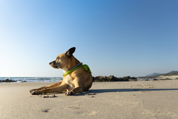 Dog on the beach enjoying the sunset.