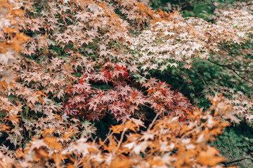 Japan Kyoto Rurikoin