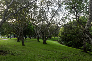 Beautiful tree and greenery in the park.