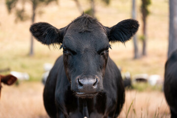 organic, regenerative, sustainable agriculture farm producing stud wagyu beef cows. cattle grazing in a paddock. cow in a field on a ranch