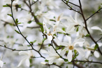 Fototapeta premium Magnolia flowers at spring. Beauty in nature.