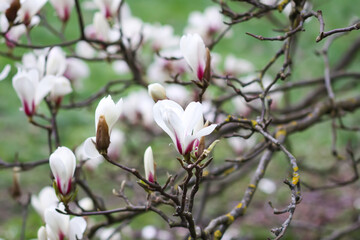 Magnolia flowers at spring. Beauty in nature.