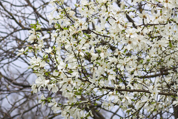 Magnolia flowers at spring. Beauty in nature.