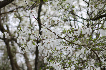 Magnolia flowers at spring. Beauty in nature.