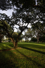 Tree in the park with shadow.