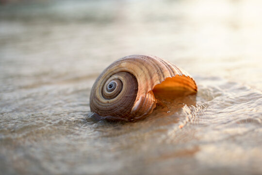 Close-up of a Seashell at water's edge on a sandy beach at sunset