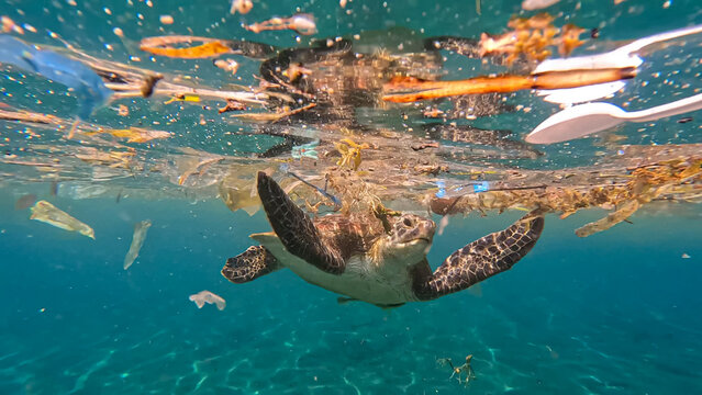 Closeup of sea turtle swimming through plastic trash and rubbish debris polluting the ocean