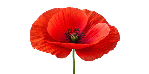Obraz premium Beautiful wild red poppy isolated on a white background |