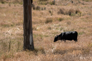 beautiful cattle in Australia  eating grass, grazing on pasture. Herd of cows free range beef being regenerative raised on an agricultural farm. Sustainable farming