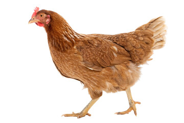 Fototapeta premium Chicken standing alone on a transparent background in a studio setting