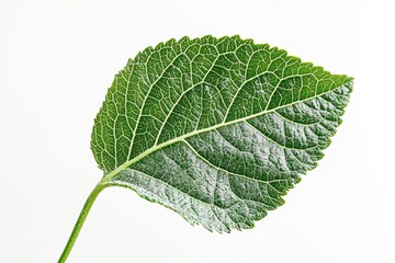 Close-up of a single leaf