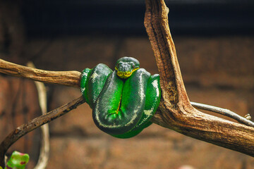 Green python snake on a tree branch