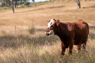 beautiful cattle in Australia  eating grass, grazing on pasture. Herd of cows free range beef being regenerative raised on an agricultural farm. Sustainable farming