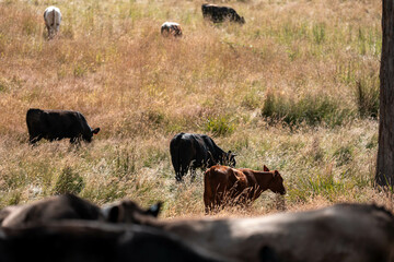 Beef cows and calves grazing on grass on a beef cattle farm in  Australia. breeds include murray...