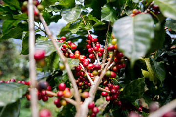 Farmer concept harvest ripe coffee seed robusta arabica berry close up fresh green leaf bean...