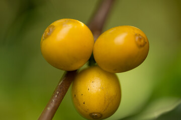 Farmer concept harvest fruit ripe coffee seed robusta arabica berry close up fresh green leaf bean...