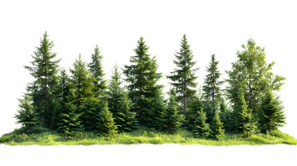 Fototapeta premium Pine tree isolated on transparent background