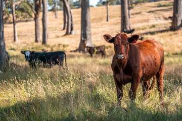 Beef cows and calves grazing on grass on a beef cattle farm in  Australia. breeds include murray grey, angus and wagyu