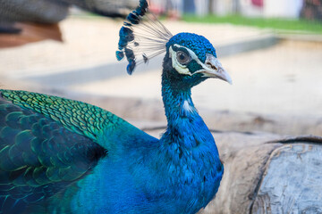 Fototapeta premium Beautiful color of peacock in the zoo.
