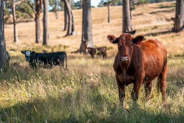 beautiful cattle in Australia  eating grass, grazing on pasture. Herd of cows free range beef being regenerative raised on an agricultural farm. Sustainable farming