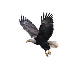 Obraz premium Bald Eagle – Powerful National Bird, Symbol of Strength and Freedom, Isolated On White Transparent Background PNG Object Cut Out Social Media Advertisement Banner Label Poster Download