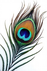 Obraz premium peacock feather detail