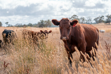 Stud beef cows in a field on a farm in England. English cattle in a meadow grazing on pasture in springtime. Green grass growing in a paddock on a sustainable agricultural ranch.