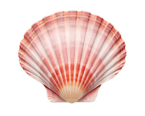 Fototapeta premium Scallops sea shell isolated on transparent background