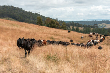 Beef cows and calves grazing on grass on a beef cattle farm in  Australia. breeds include murray...